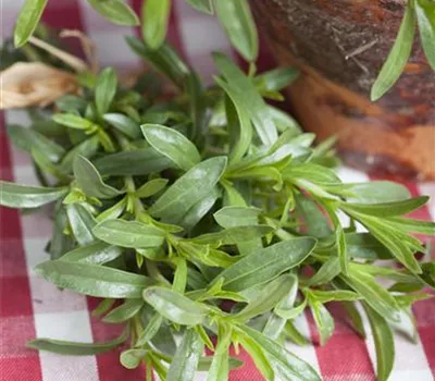 Sommer-Bohnenkraut