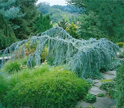 Hängende Blauzeder 'Glauca Pendula'