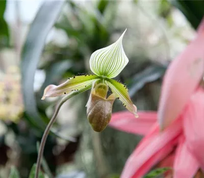 Masdevallie