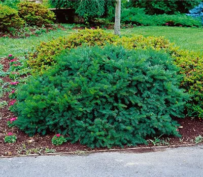 Japanische Eibe 'Emerald Spreader'®