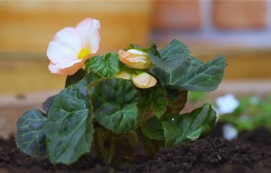 Knollenbegonie - Einpflanzen im Garten