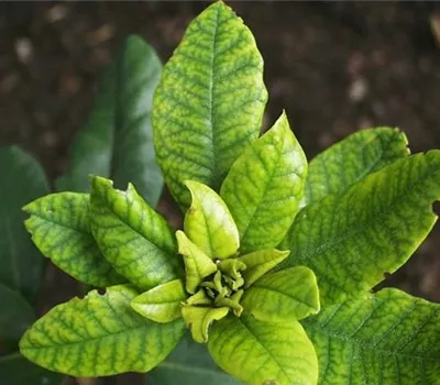 Eisenmangel-Chlorose an Rhododendron