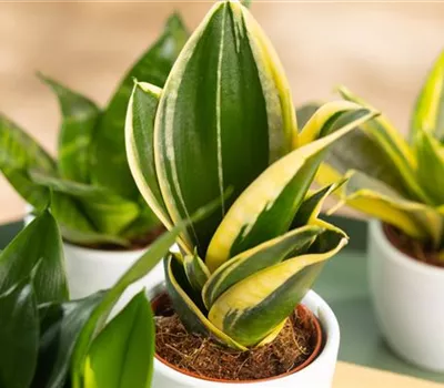 Zimmerpflanzen als Luftverbesserer – frisch durchgeatmet!