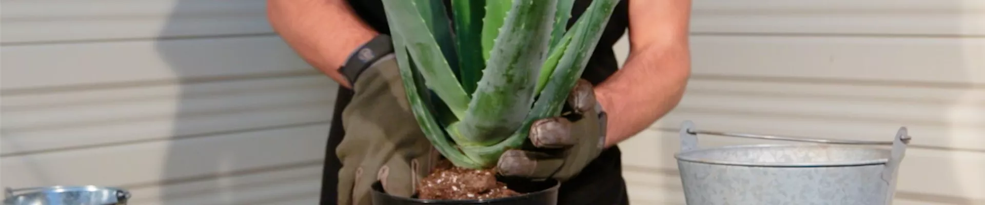 Aloe Vera - Umtopfen (Thumbnail).jpg