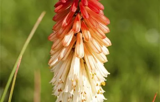 Fackellilien – ein florales Flammenmeer im Garten