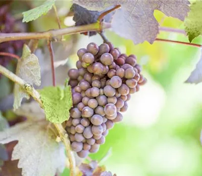 Warum Wein eigentlich aus Beeren gemacht wird