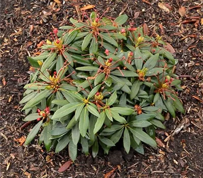 Rhododendron - Entfernen von Blütenständen
