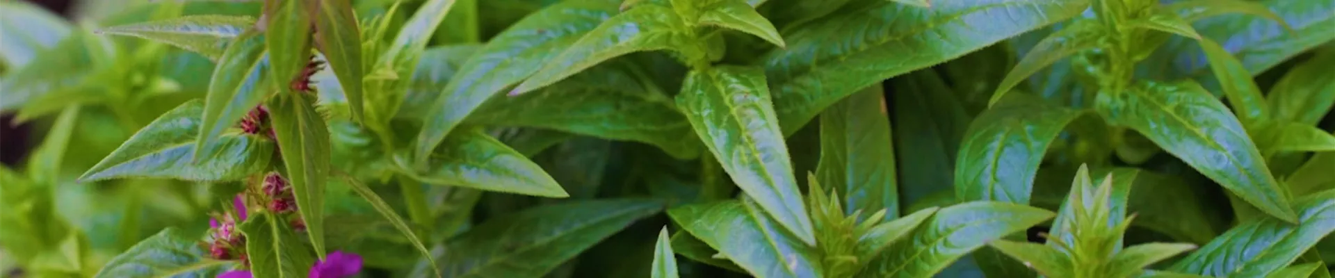 Gartenblutweiderich - Einpflanzen im Garten (thumbnail2).jpg