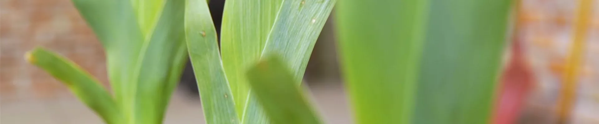 Schwertlilie - Einpflanzen im Garten (Thumbnail).jpg