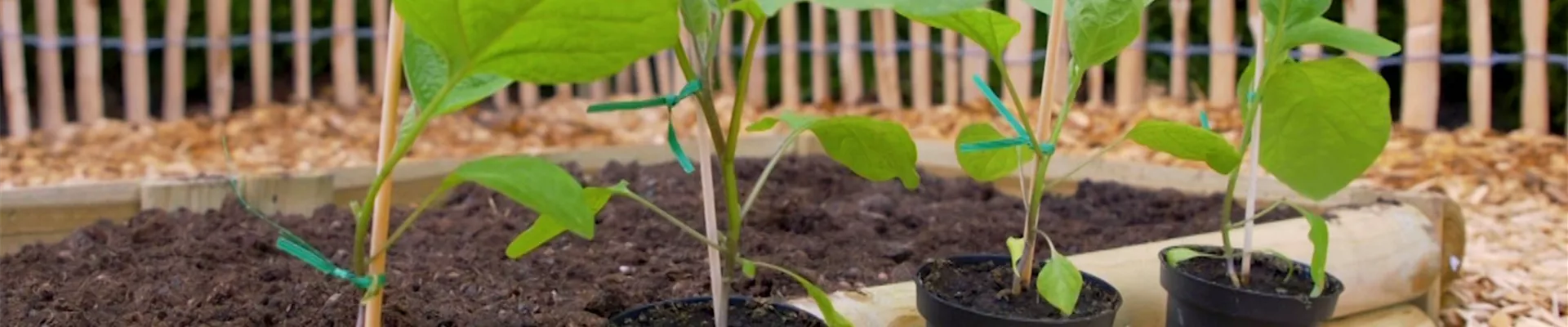 Aubergine - Einpflanzen im Gemüsebeet (Thumbnail).jpg