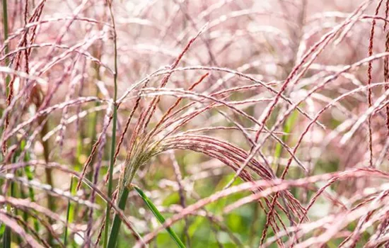 Gräser pflegen und dem Windspiel im Garten lauschen