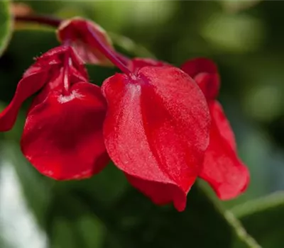 Drachenflügelbegonie 'Dragon Wing Red'