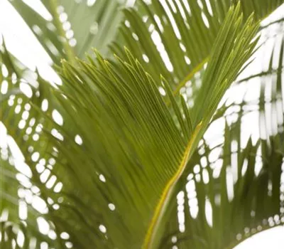 Palmfarn