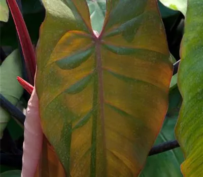 Philodendron