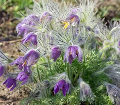 Pulsatilla