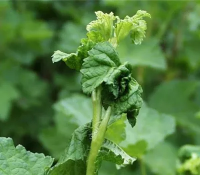 Blattläuse an Johannisbeeren Blattläuse an Johannisbeeren
