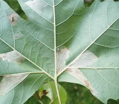 Miniermotte an Platanen