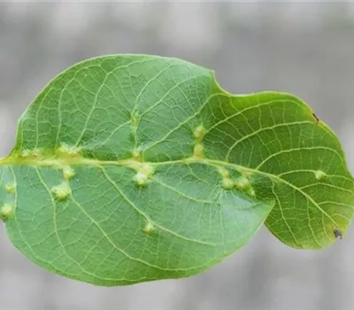 Pockengallmilbe an Walnussbäumen