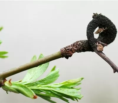 Rost an Weißdorn Rost an Weißdorn