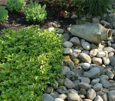 Auf dem Boden der Tatsachen – Bodendecker im Garten