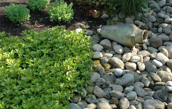 Auf dem Boden der Tatsachen – Bodendecker im Garten