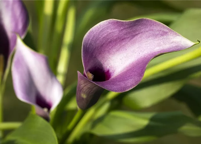 Frostempfindliche Schönheit: Calla überwintern