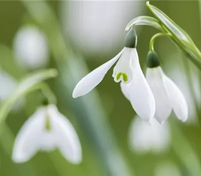 Schneeglöckchen richtig pflanzen