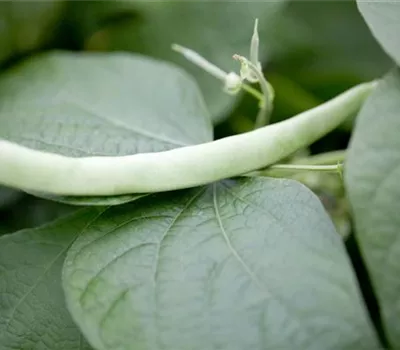 Leckere Buschbohnen im eigenen Garten säen