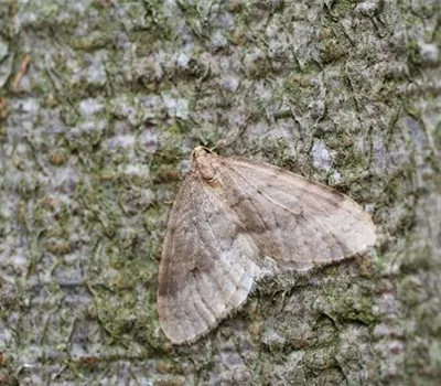 Frostspanner an Pflaumen und Zwetschen