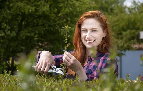 Schnipp, schnapp, Hecke ab! Heckenpflanzen schneiden im Sommer