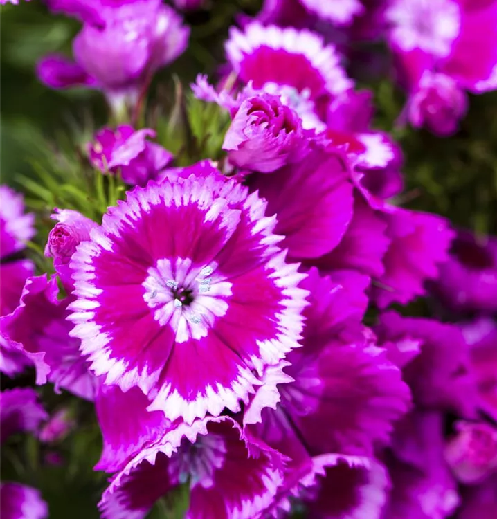 Garten-Bart-Nelke