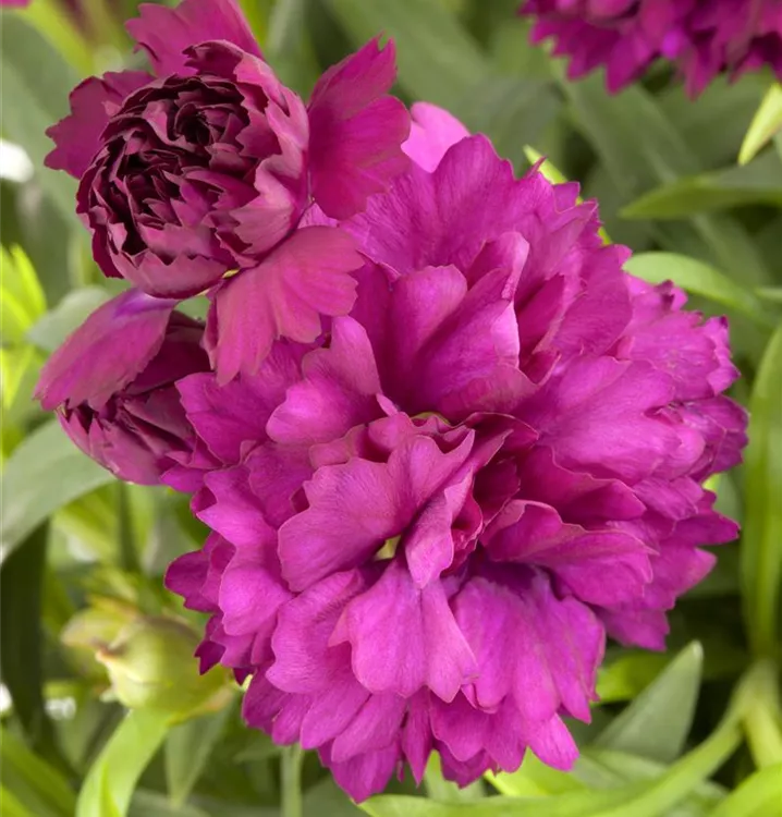 Gartennelke