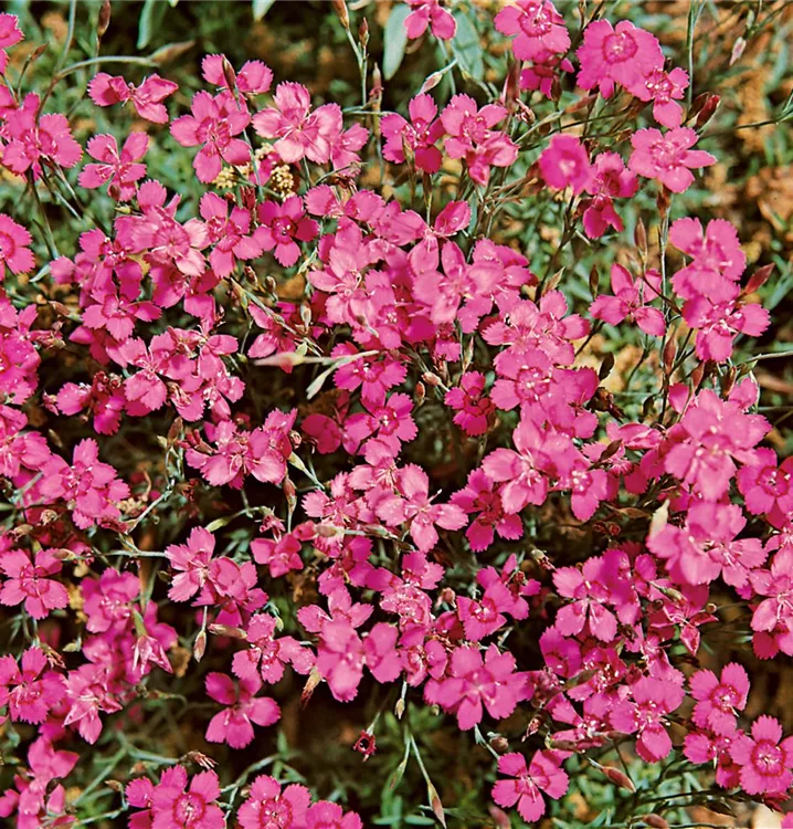 Heide-Nelke