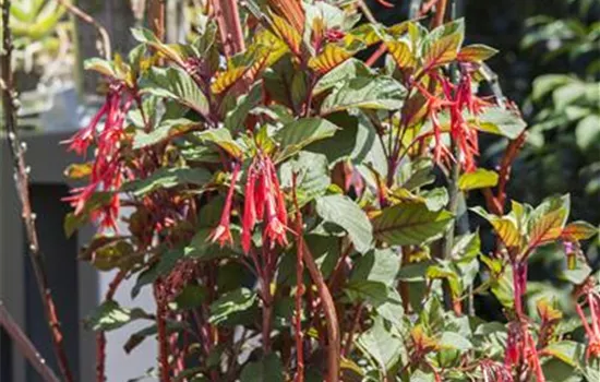 Fuchsien überwintern - Rückschnitt und Pflege