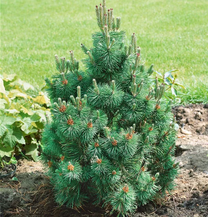 Berg-Kiefer 'Columnaris'