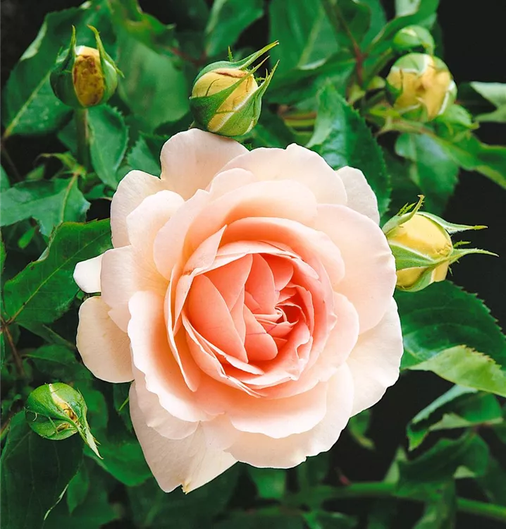 Strauchrose 'Clair Renaissance'®